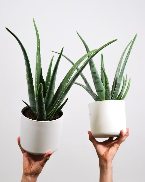 Aloe vera leaf with gel visible
